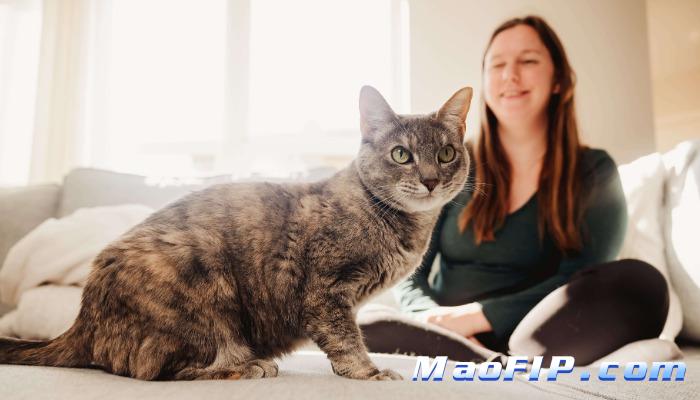 猫传染性腹膜炎的临床路径