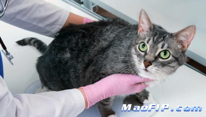 猫传腹治疗期间呕吐