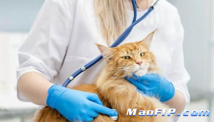 猫传腹(FIP)的症状
