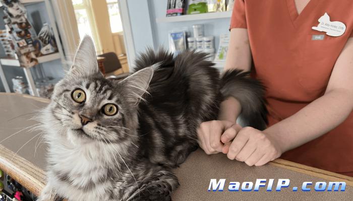 猫传腹用GS药多久能见效