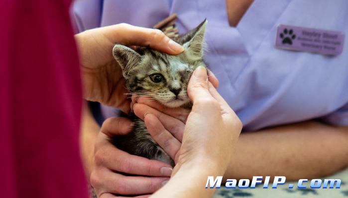 猫传染性腹膜炎的早期诊断