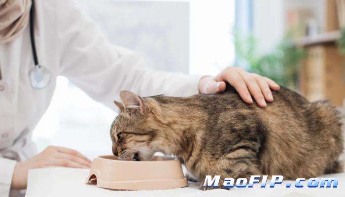 猫传腹治疗为什么一定要足疗程