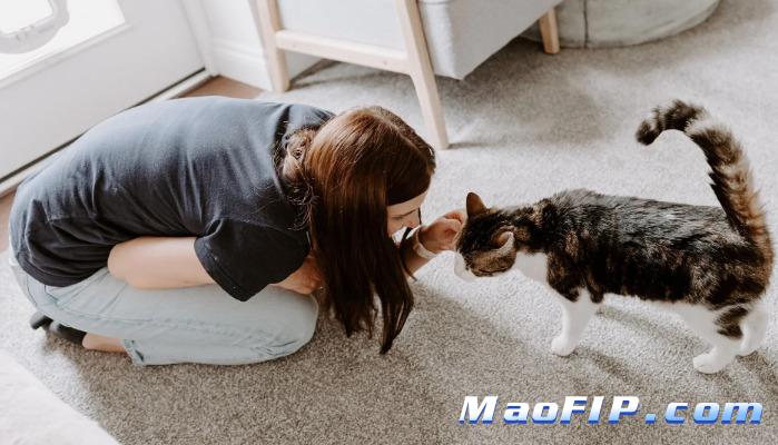 怎么能预防猫传腹