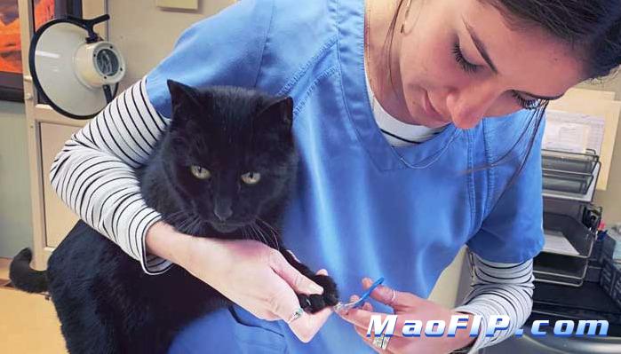 猫传腹晚期连续抽搐还能治吗