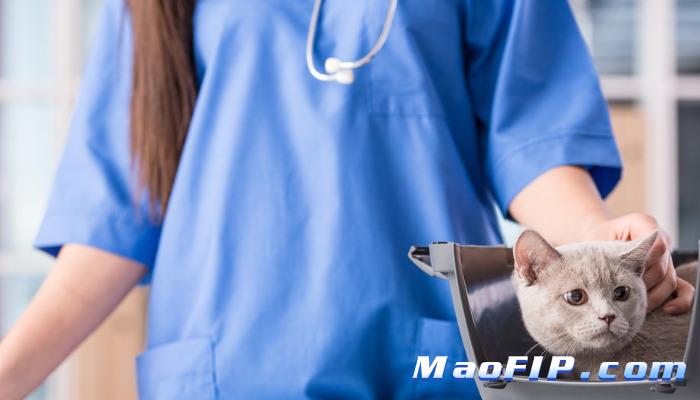 干性猫传腹是什么病