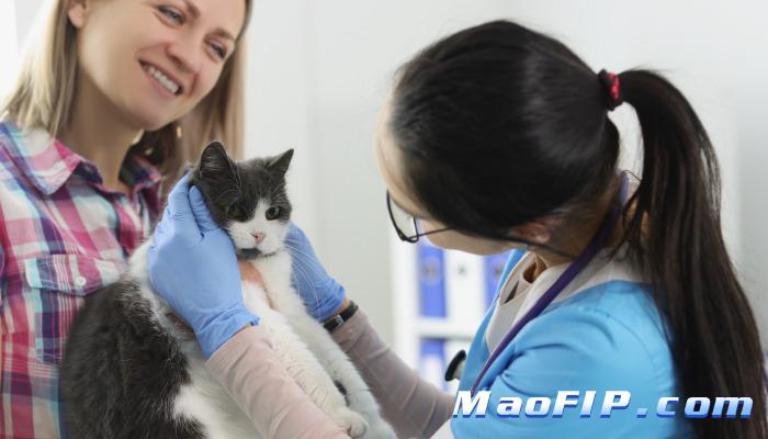 猫传腹一般用什么药治疗