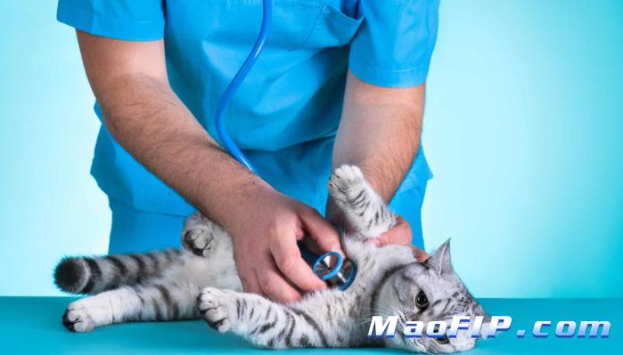 猫传染性腹膜炎病程