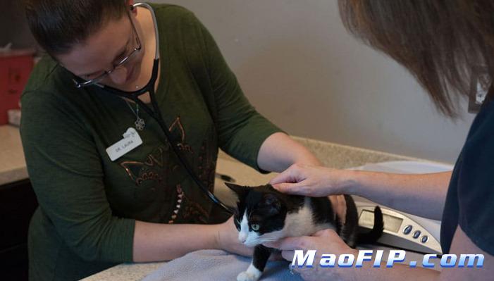 猫传腹441打10天停针