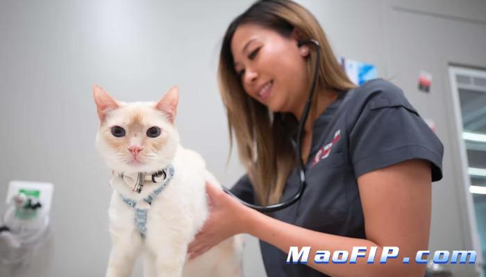 猫传腹和猫瘟症状怎么区分