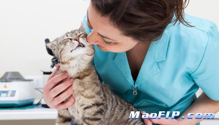 猫传腹441多少钱一支