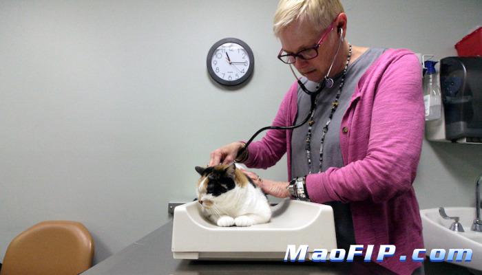 猫传腹能吃猫粮吗