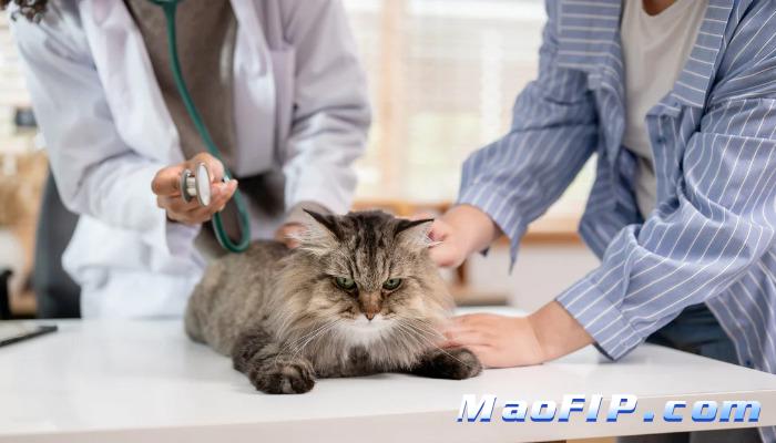 猫传染性腹膜炎治愈后猫咪体质会变弱吗