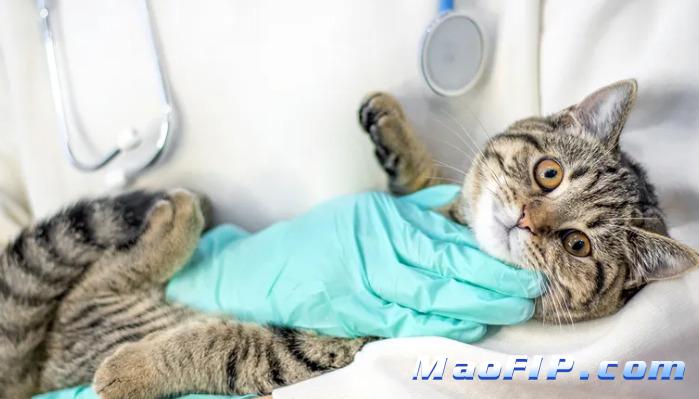 猫传腹治疗的药物耐药性