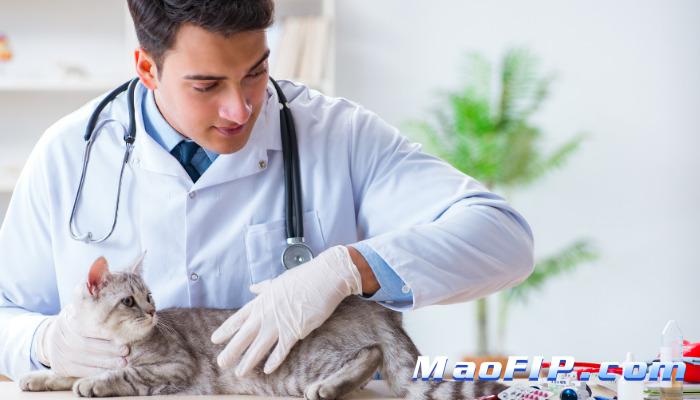 猫传腹用药效果怎么判断