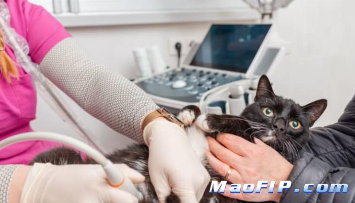 猫传腹腹水检查准确吗