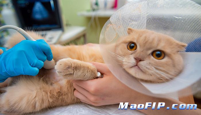 猫传腹441对2个月猫副作用