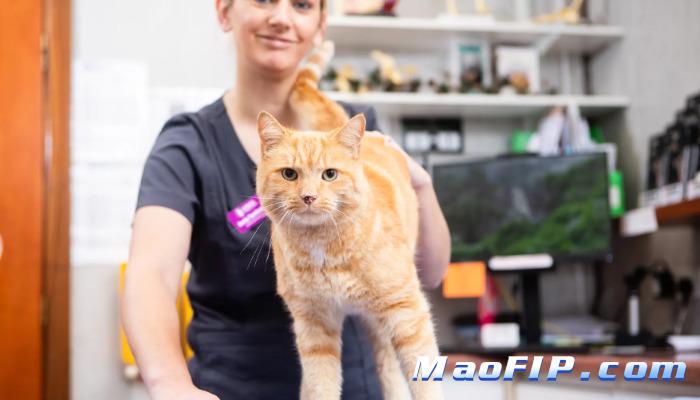 猫传染性腹膜炎的免疫治疗方案