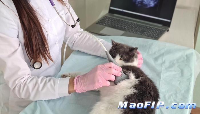 猫传腹吃什么消炎药