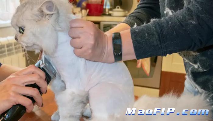 猫传腹诊断时要不要自己查资料