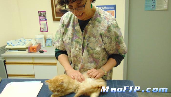 猫传腹治不好是不是白花钱