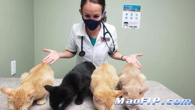 干性猫传腹要打针多久