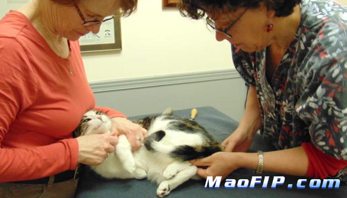 猫传腹没钱在家怎么治疗最好