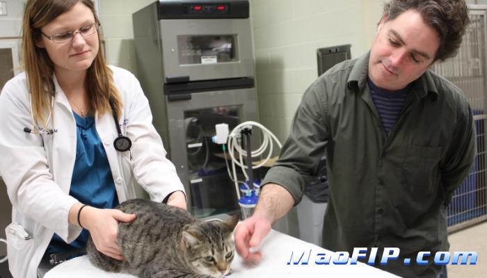 猫传染性腹膜炎治疗药物是什么