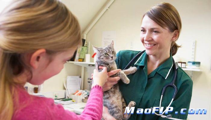 猫传腹后期是什么症状