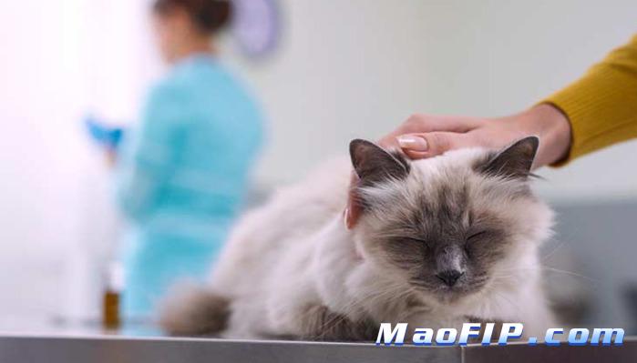 猫传腹会不会突然不吃饭