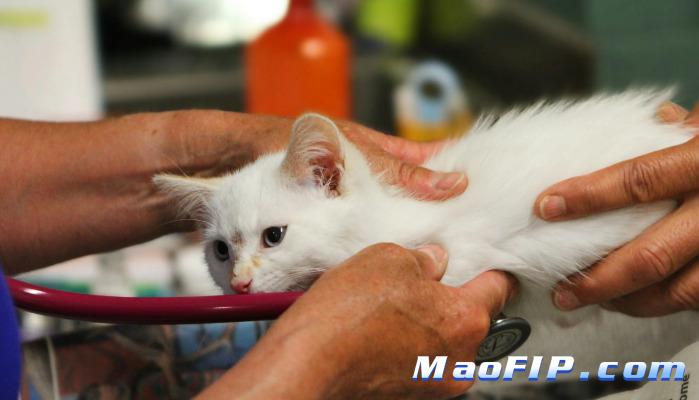 猫传腹可能自己自愈吗