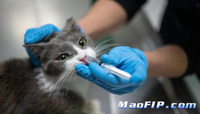 猫传腹治疗费用