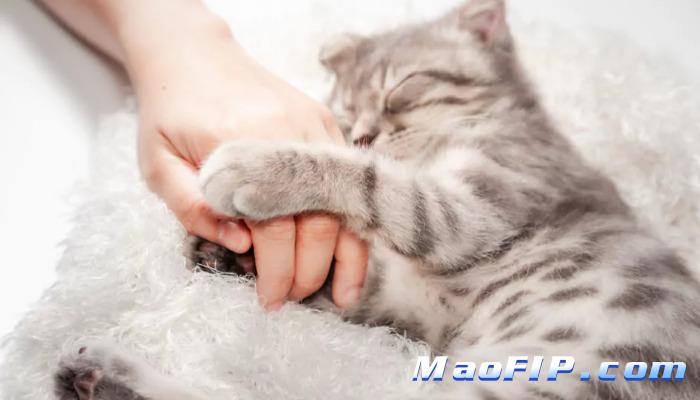 干性猫传腹怎么得的