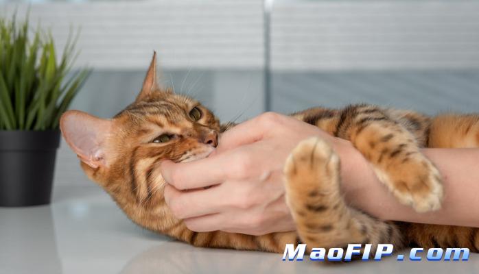 猫传腹白球比0.6正常吗