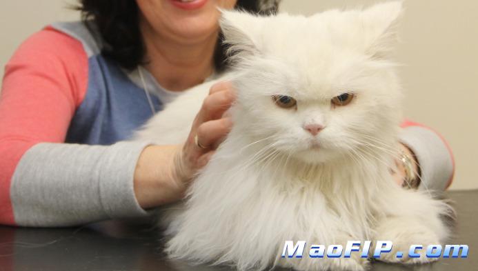 猫传染性腹膜炎(FIP)治疗得多少钱