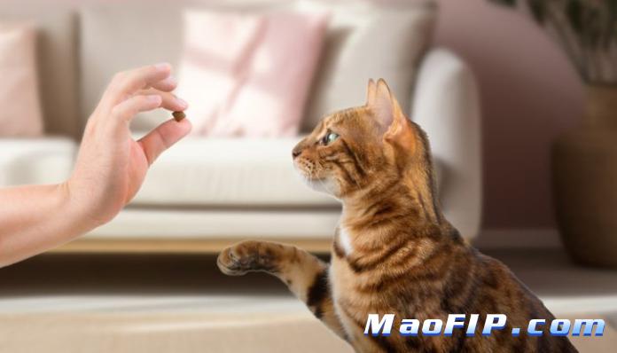 猫传腹最开始的症状