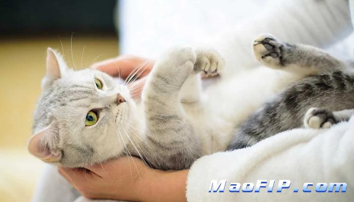 干性猫传腹(FIP)治愈的可能