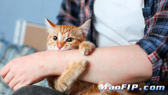 湿性猫传腹打441