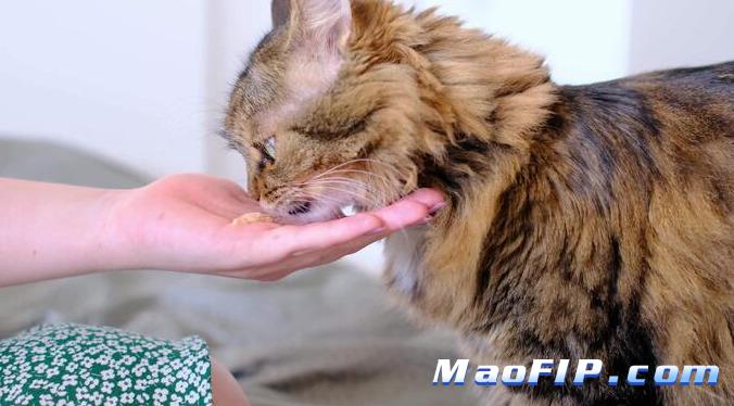 湿性猫传腹的发展历程