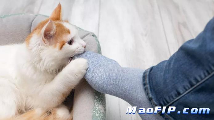 猫传腹是怎么感染上的