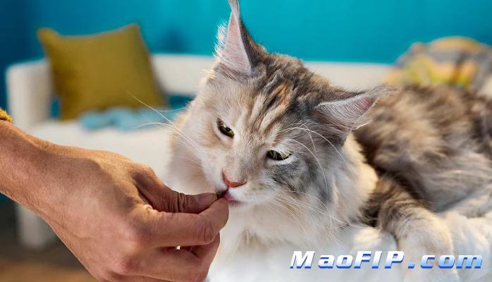 猫传腹(FIP)治疗流程