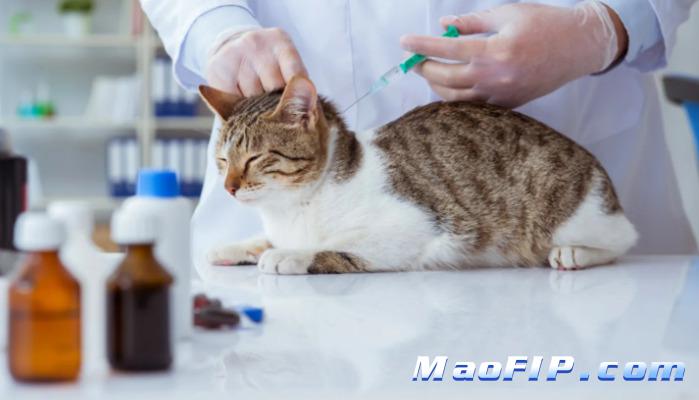 猫传腹的流行病学特点