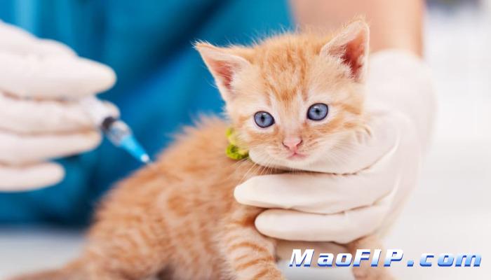 猫传腹会传染吗