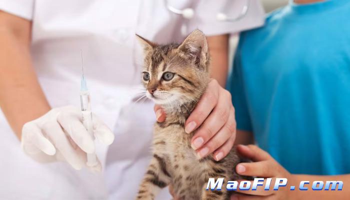 猫传腹呕吐了是到什么程度了