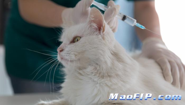 猫传染性腹膜炎怎么治疗