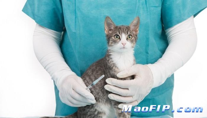 猫传腹复发几率高吗