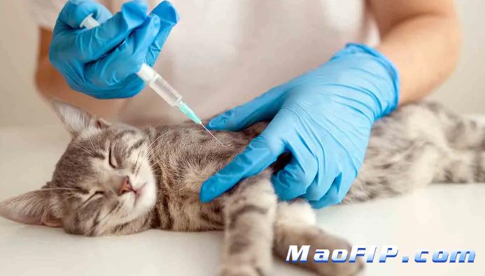 猫传染性腹膜炎的病因是什么