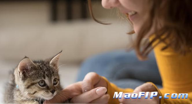 猫传腹最早期症状有哪些