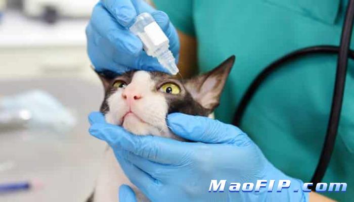 猫传染性腹膜炎湿性和干性区别