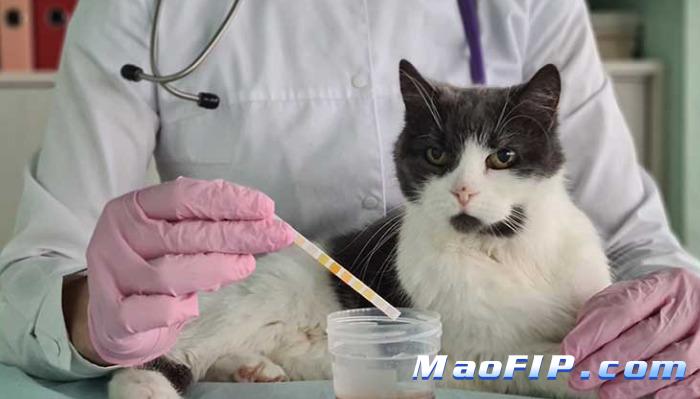 猫咪多大年龄容易得传腹