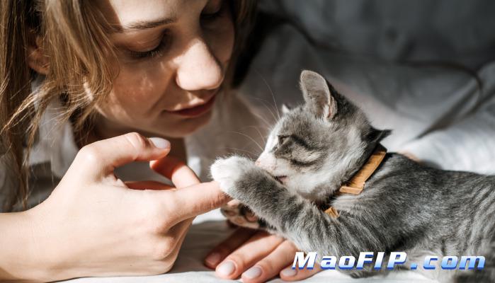 猫传染性腹膜炎的临床转归